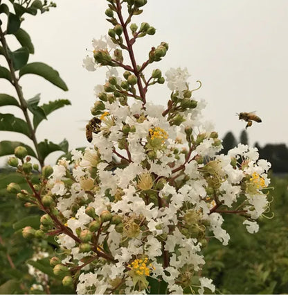 *RETAIL - Lagerstroemia 'Natchez' - multi-trunked