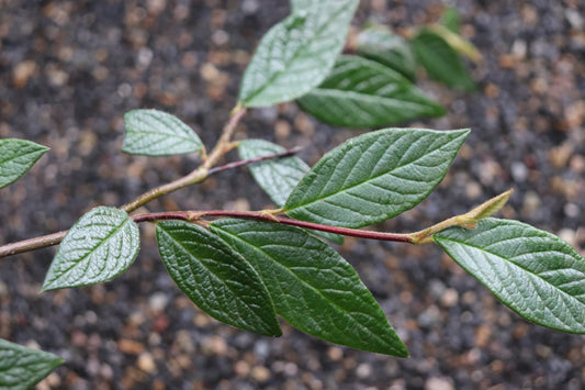 *RETAIL - Cotoneaster rhytidophyllus