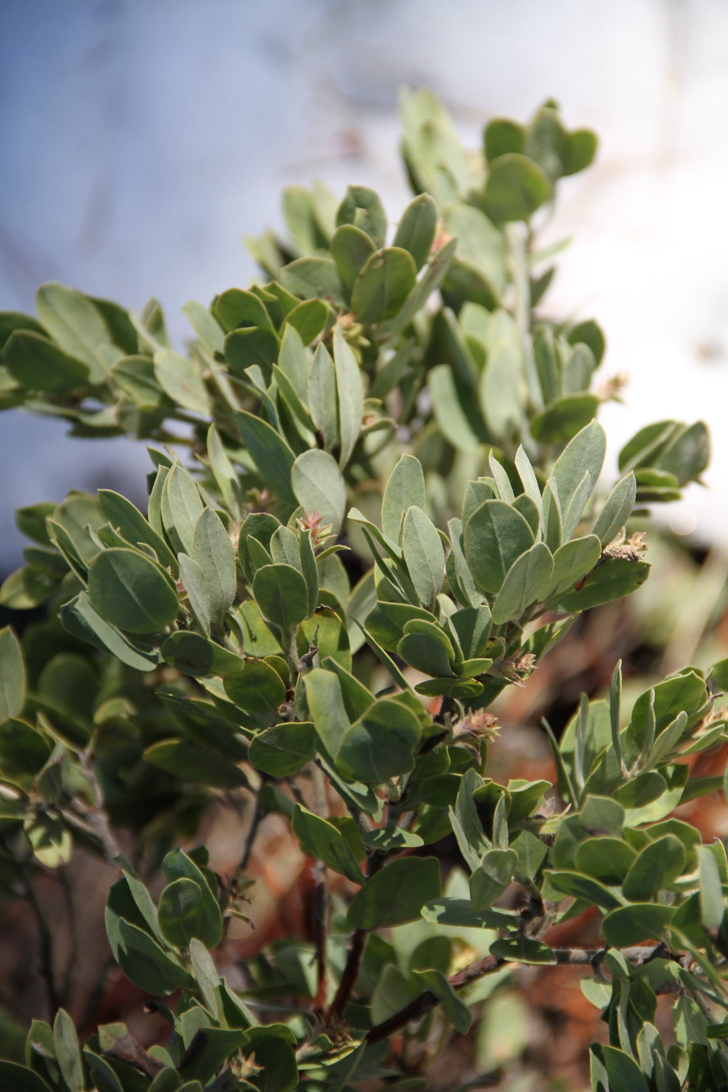 Arctostaphylos patula x columbiana [Lawrence Ridge]