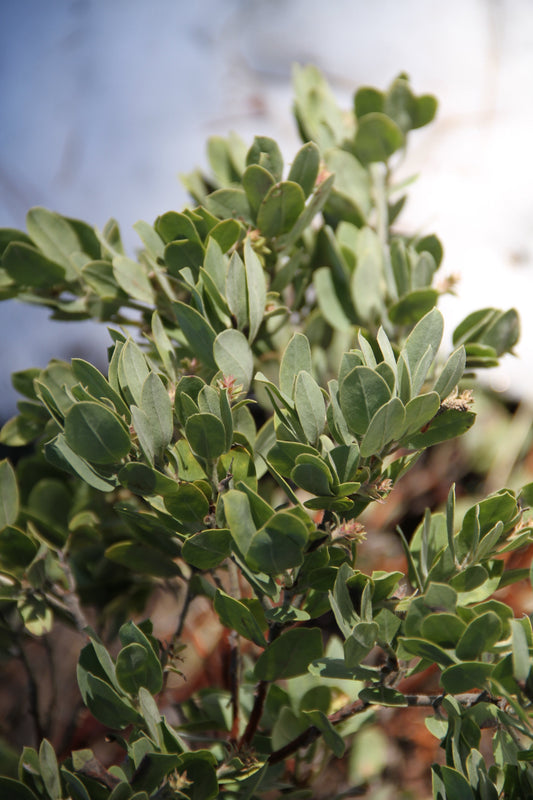Arctostaphylos patula x columbiana [Lawrence Ridge]