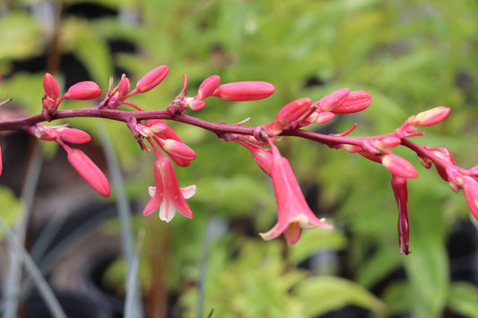 *RETAIL - Hesperaloe parviflora