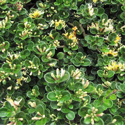 *RETAIL - Lonicera crassifolia