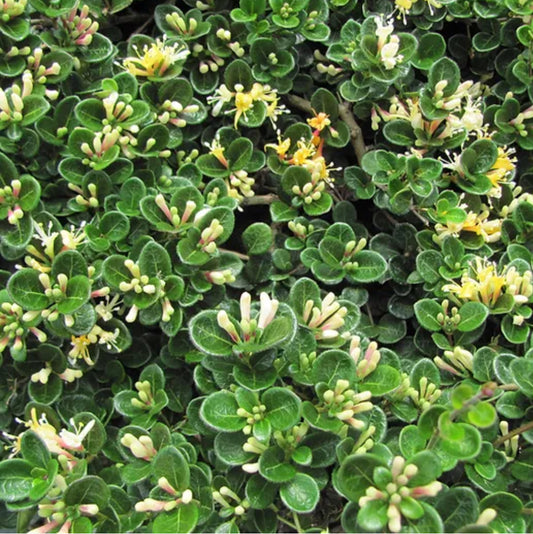 *RETAIL - Lonicera crassifolia