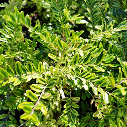 *RETAIL - Lonicera nitida 'Lemon Beauty'