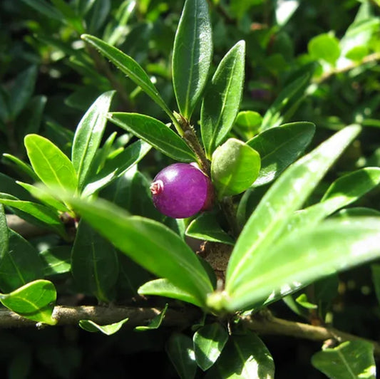 *RETAIL - Lonicera pileata 'Royal Carpet'