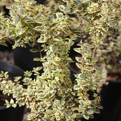 *RETAIL - Luma apiculata 'Glanleam Gold'