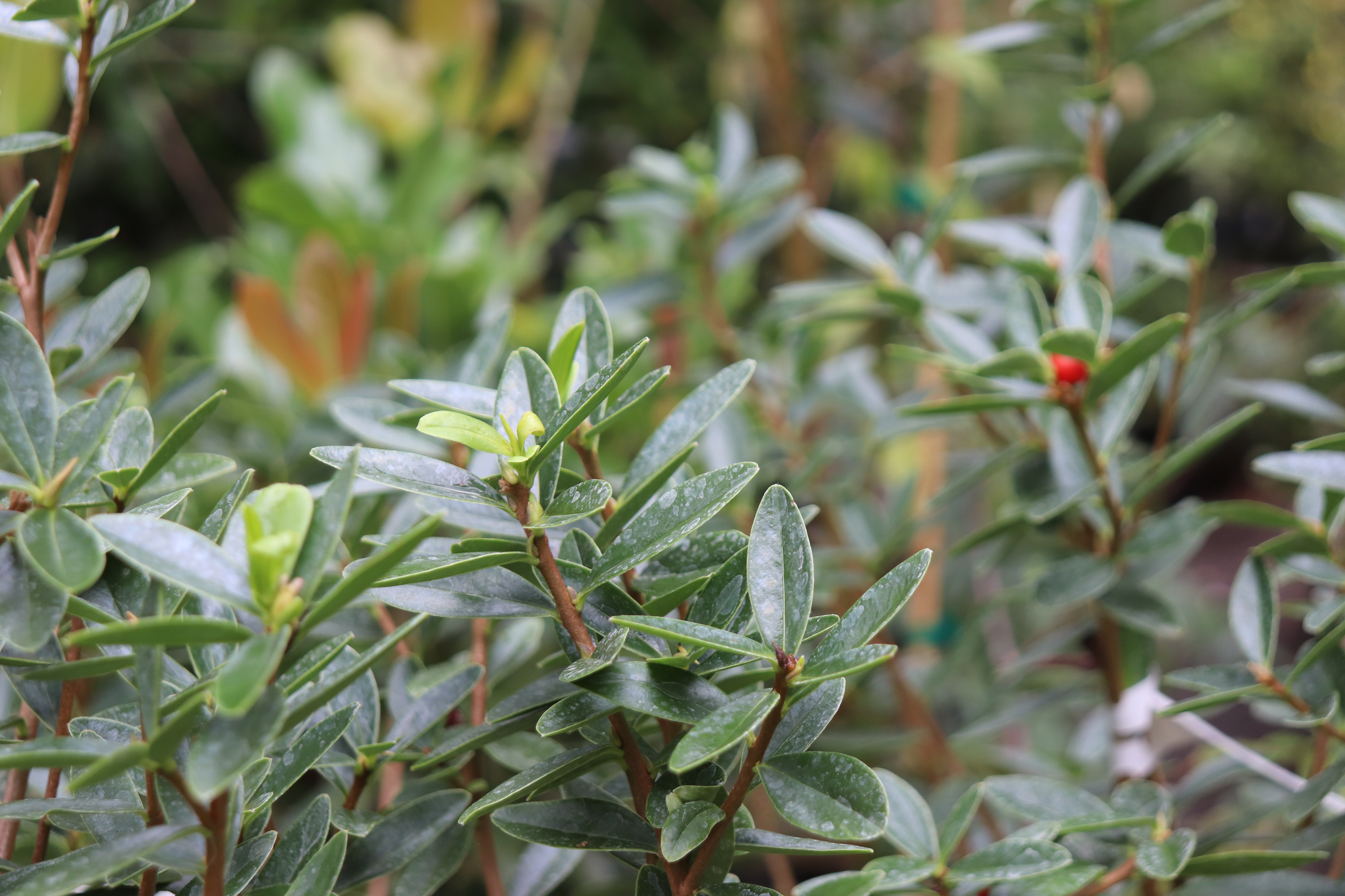 *RETAIL - Daphne tangutica [Retusa Group] – Cistus Nursery