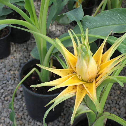 *RETAIL - Musella lasiocarpa