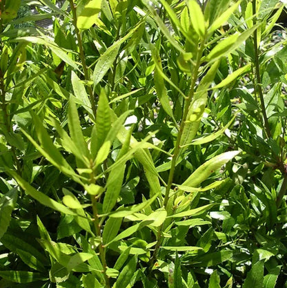 *RETAIL - Morella [Myrica] californica