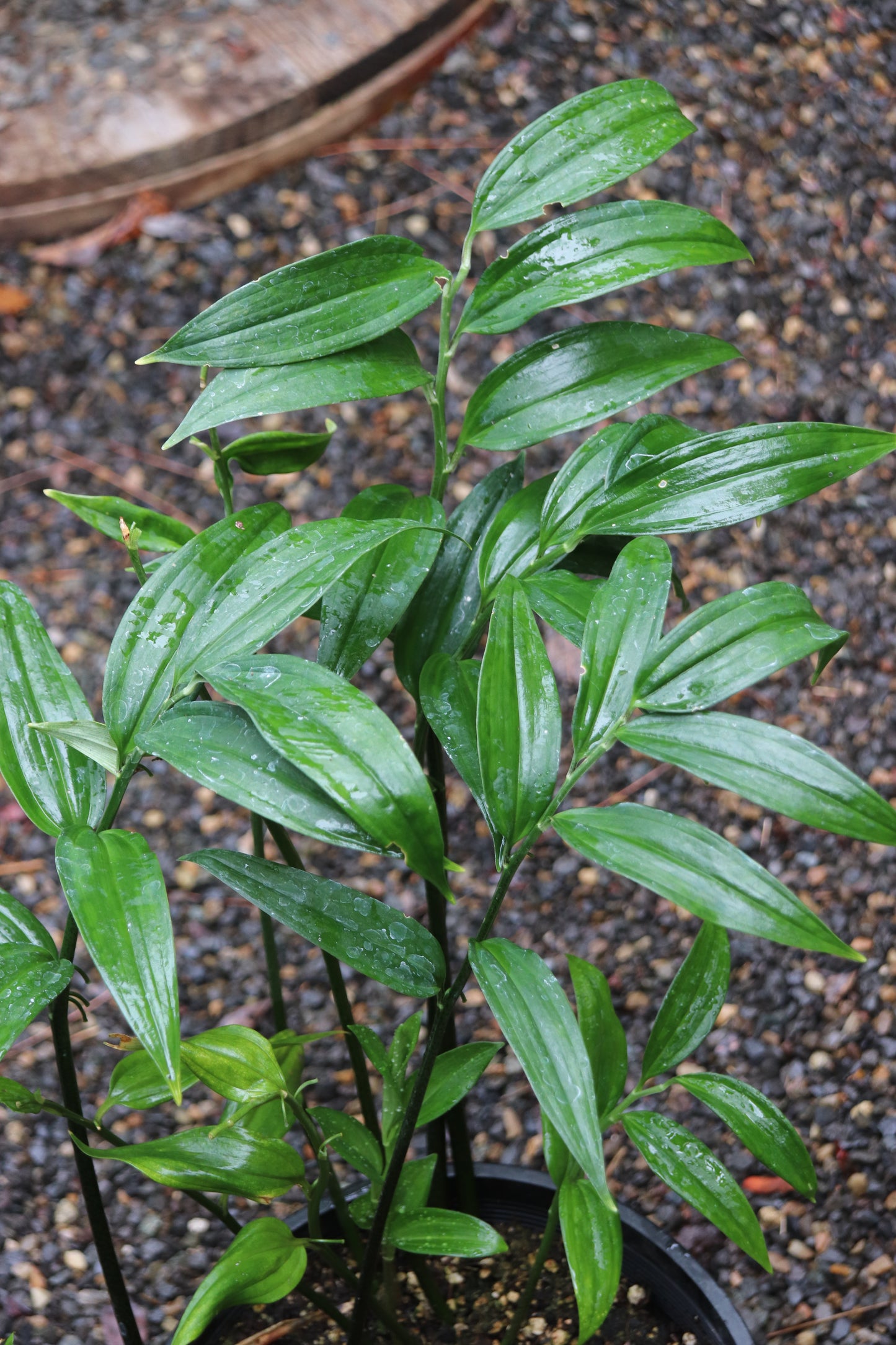 *RETAIL - Disporopsis pernyi