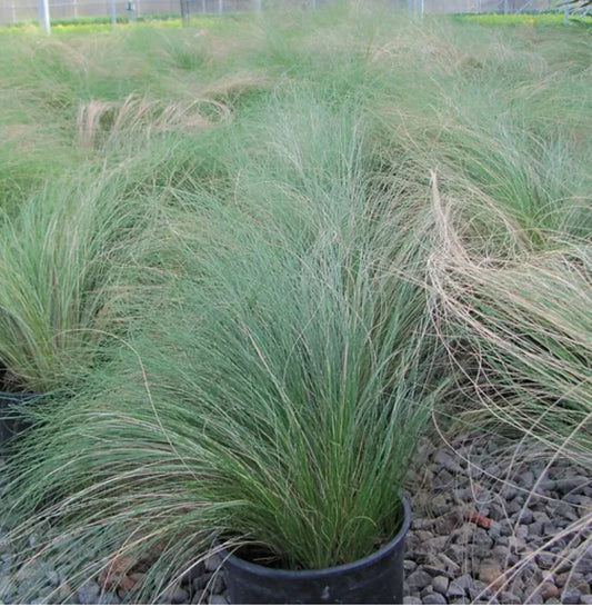 *RETAIL - Stipa tenuissima