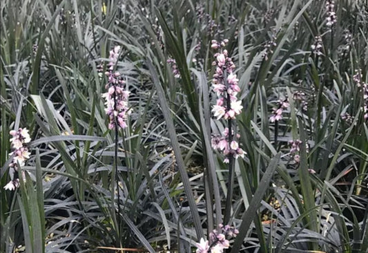 Ophiopogon planiscapus 'Nigrescens'