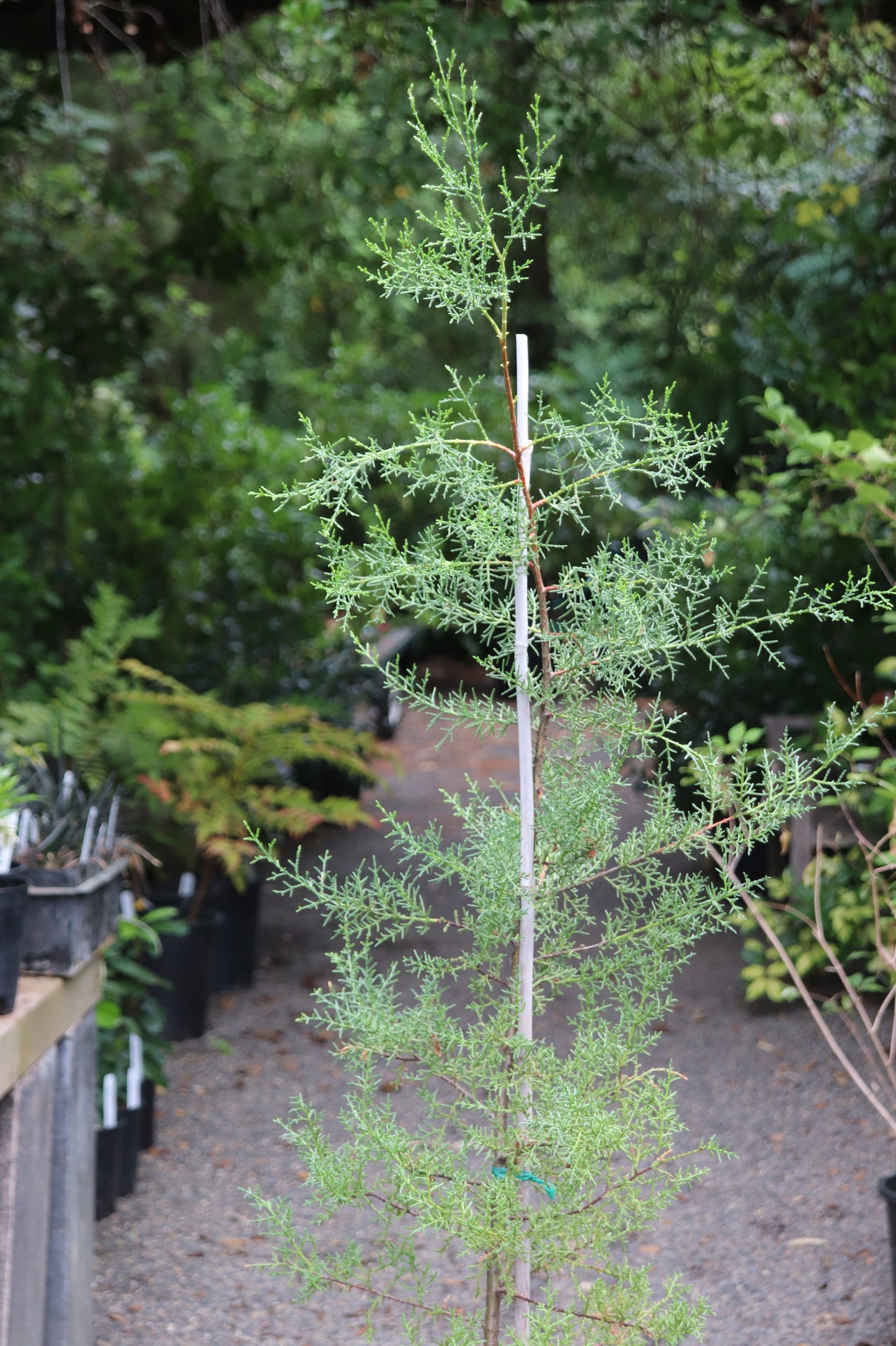 *RETAIL - Cupressus sargentii 13308 [NW Walker Ridge]