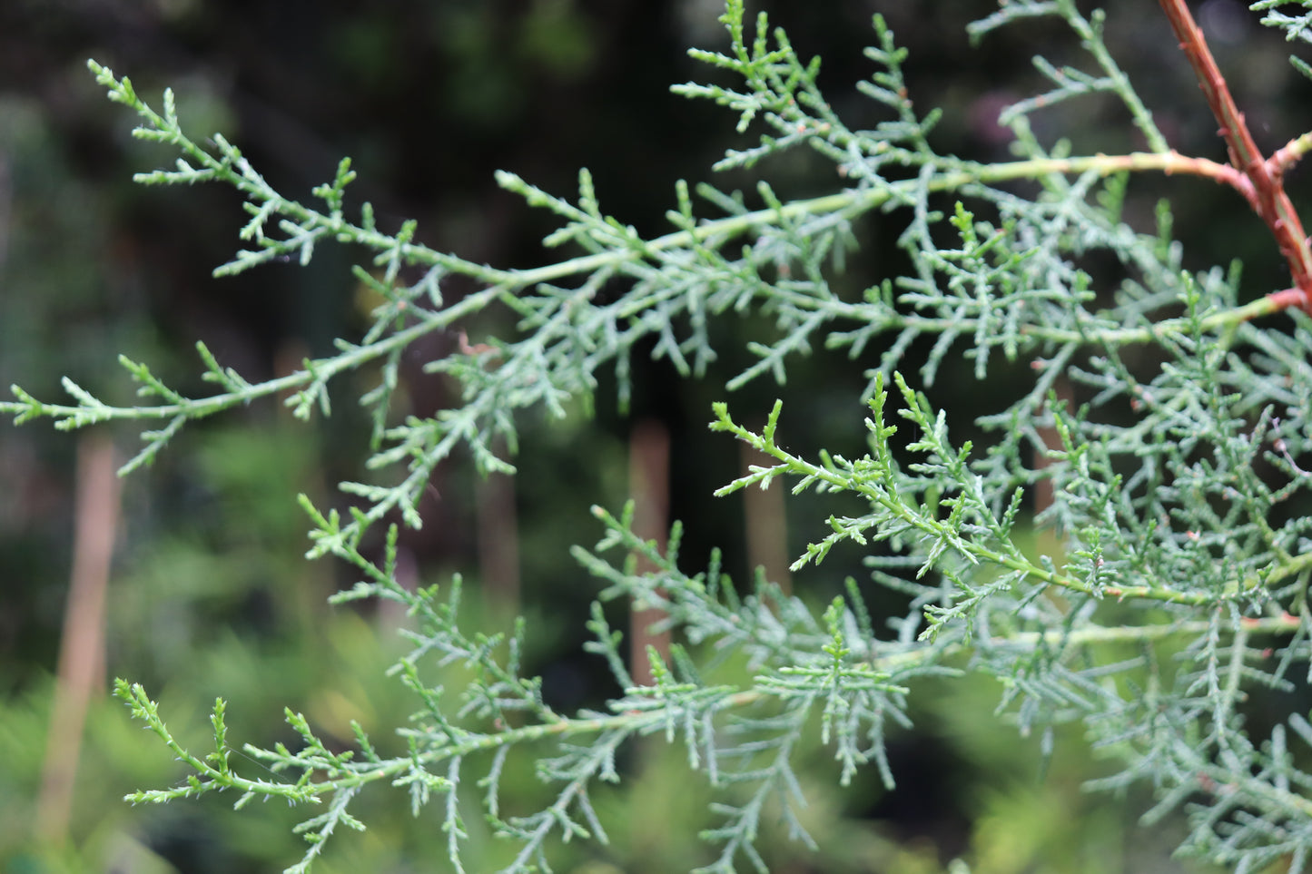 *RETAIL - Cupressus sargentii 13308 [NW Walker Ridge]