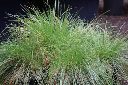 *RETAIL - Festuca roemeri