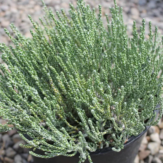 *RETAIL - Ozothamnus coralloides