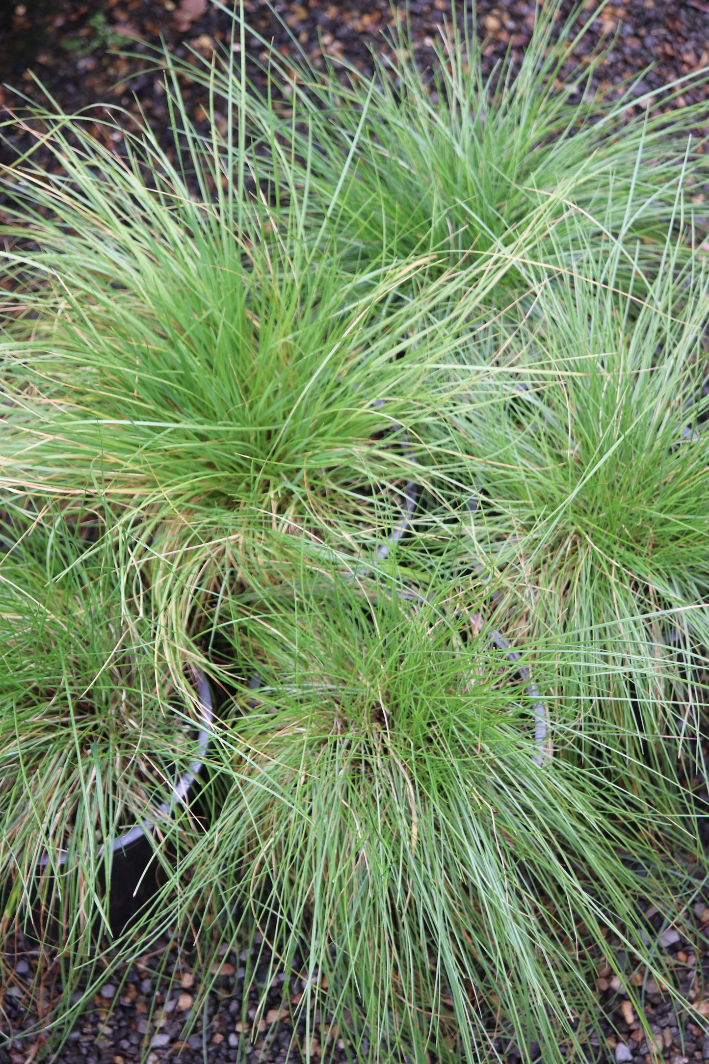 *RETAIL - Festuca roemeri