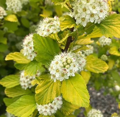 *RETAIL - Physocarpus opulifolius 'Dart's Gold'