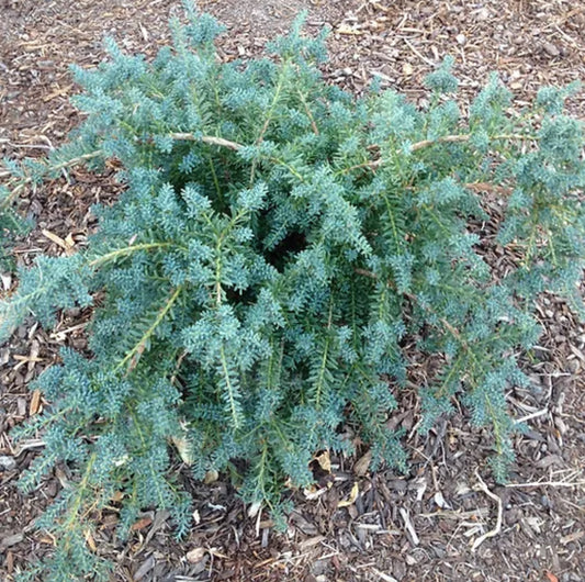 *RETAIL - Podocarpus alpinus 'Blue Gem'