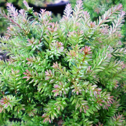 *RETAIL - Podocarpus alpinus 'Red Tip'