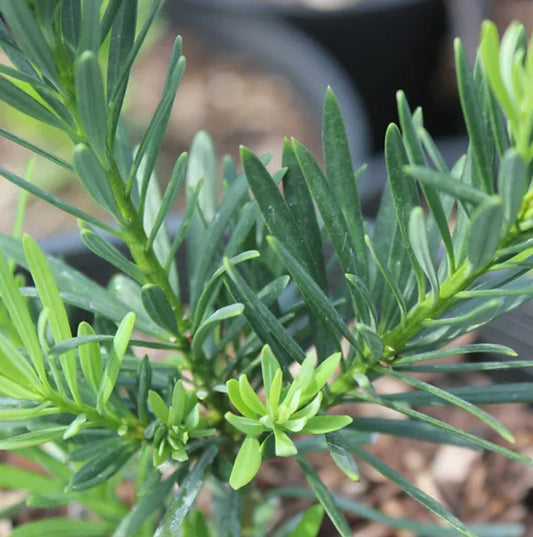 *RETAIL - Podocarpus macrophyllus