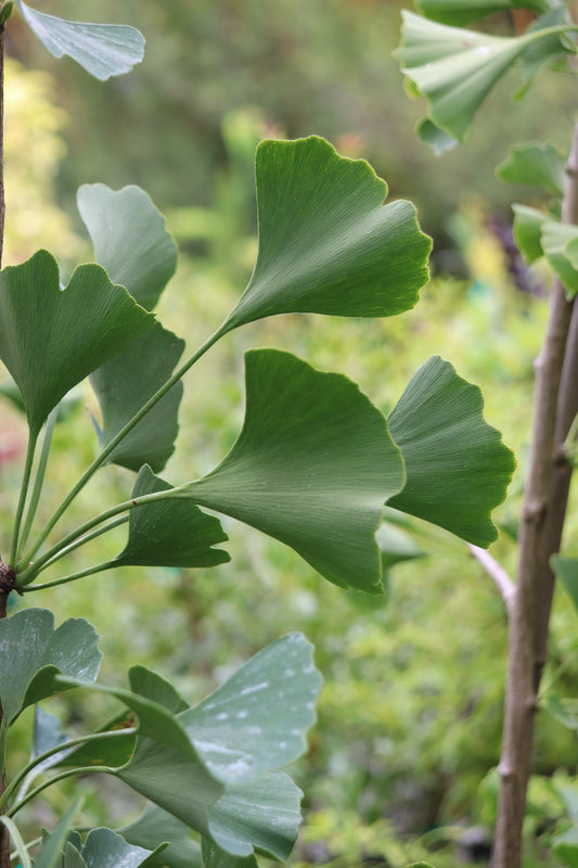 *RETAIL - Ginkgo biloba 'Magyar'