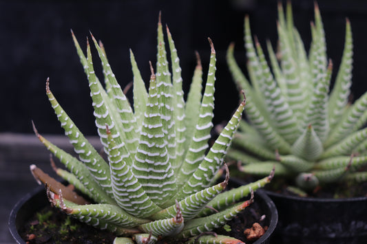 *RETAIL - Haworthia 'Lemon Ghost'