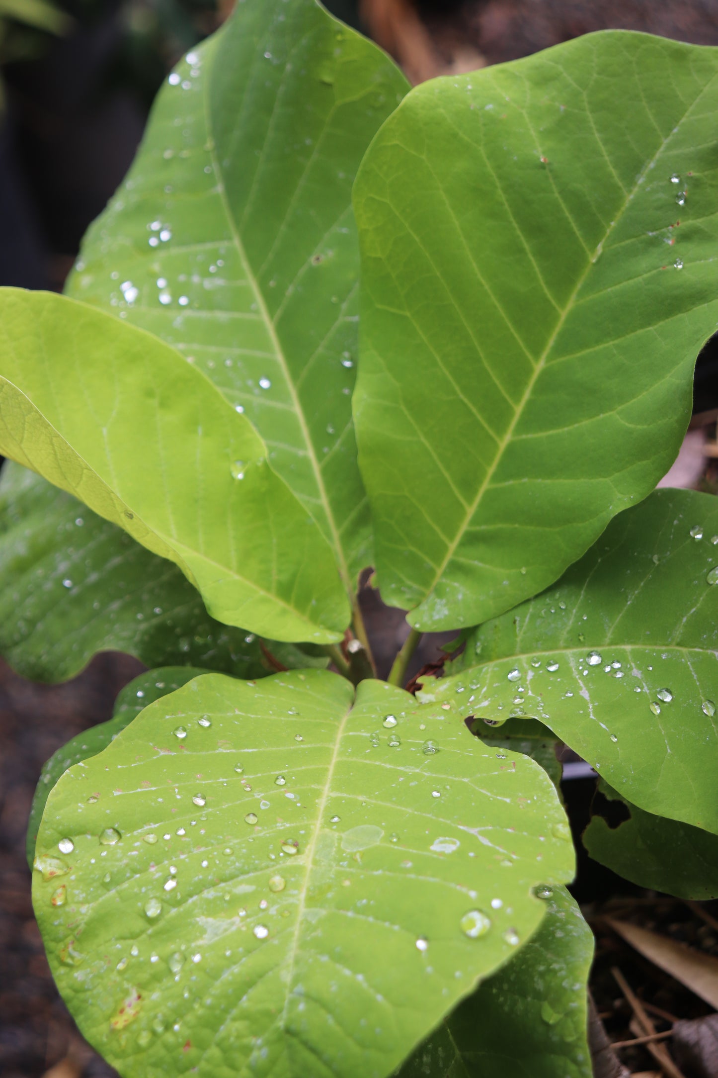 *RETAIL - Magnolia macrophylla