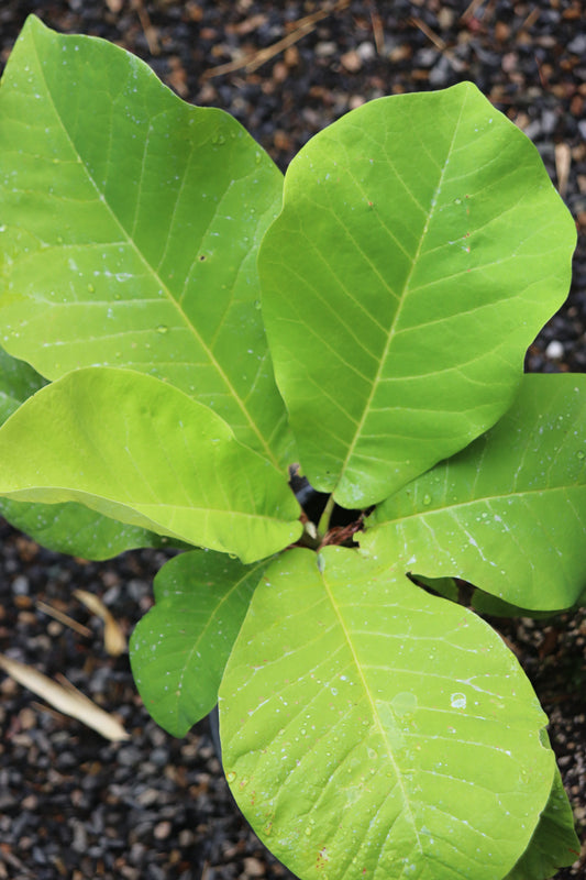 *RETAIL - Magnolia macrophylla