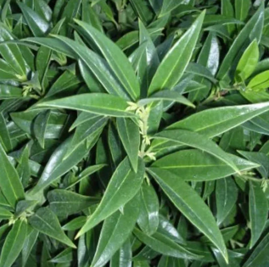 *RETAIL - Sarcococca hookeriana var. humilis