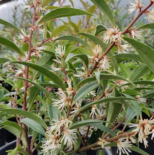 Sarcococca hookeriana var. digyna 'Purple Stem'