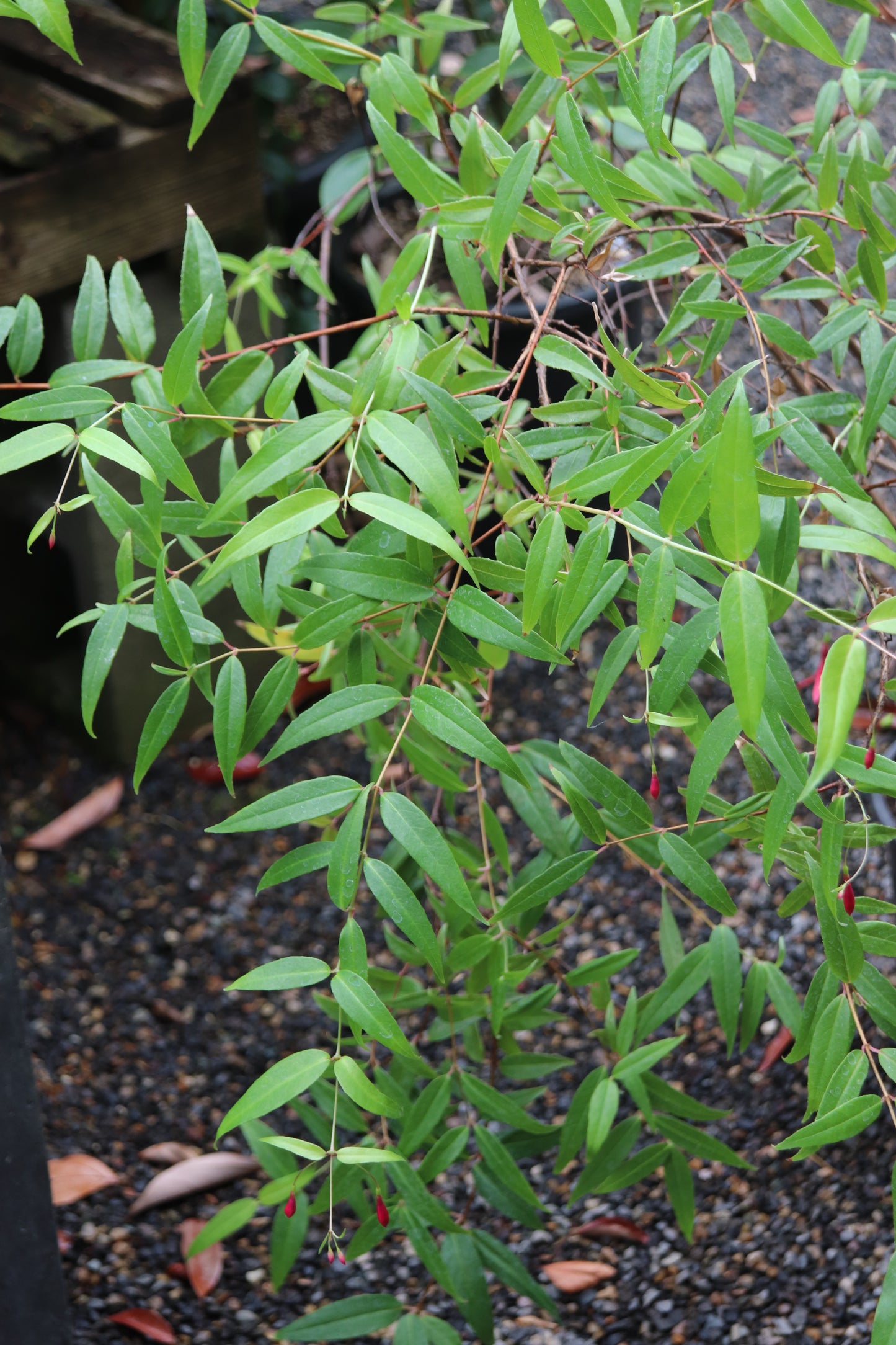 *RETAIL - Fuchsia regia ssp. regia