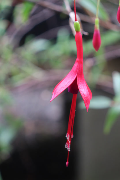 *RETAIL - Fuchsia regia ssp. regia