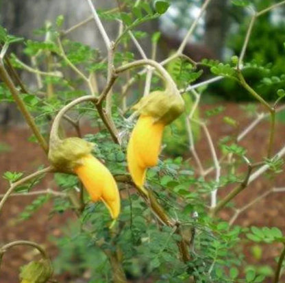 Sophora prostrata 'Little Baby'