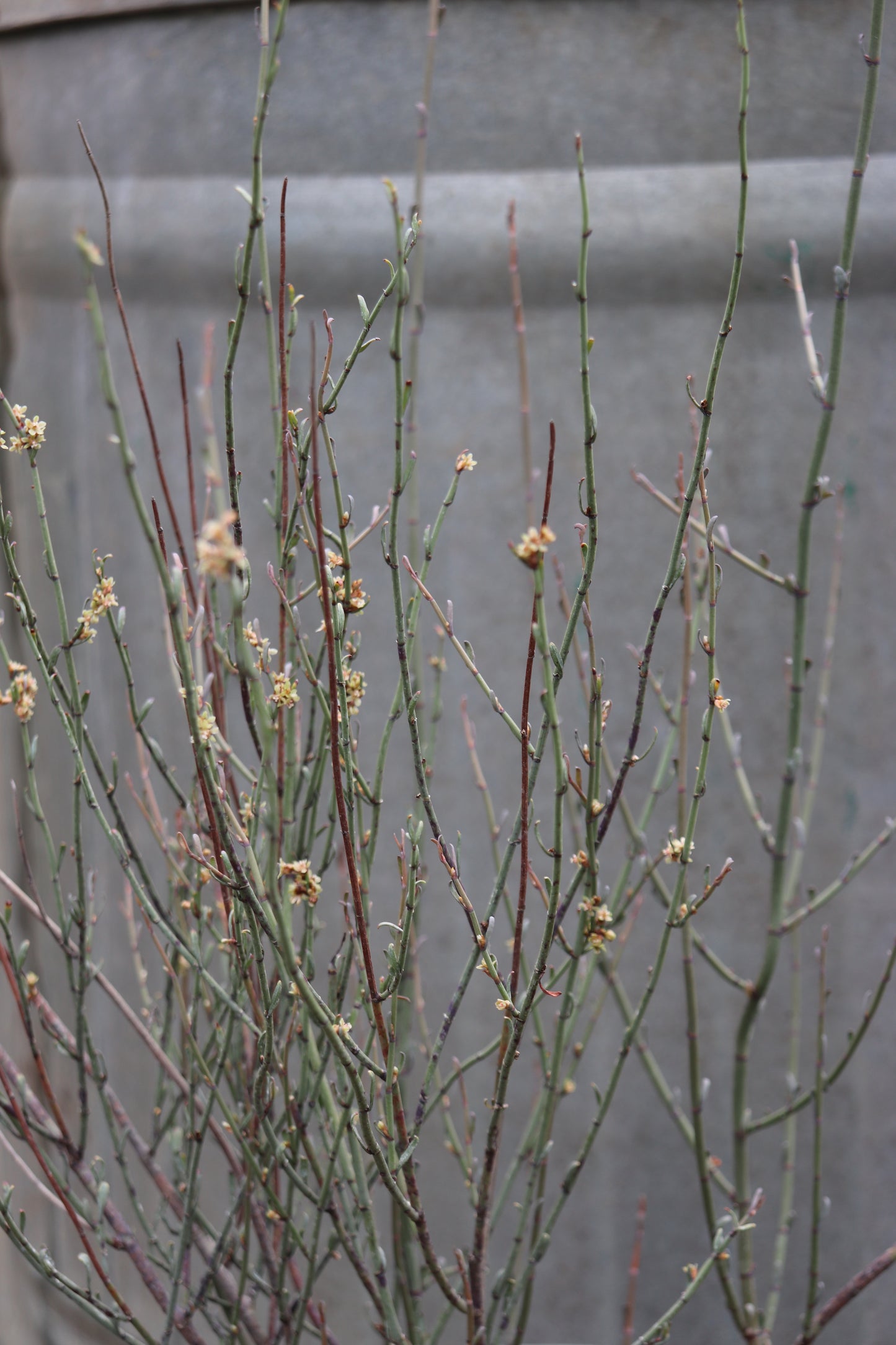 *RETAIL - Muehlenbeckia ephedroides