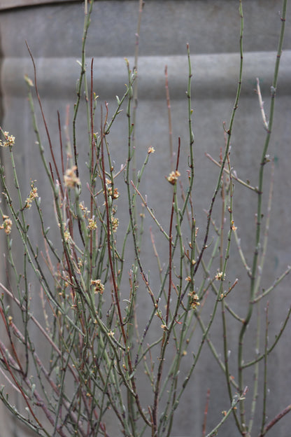 *RETAIL - Muehlenbeckia ephedroides