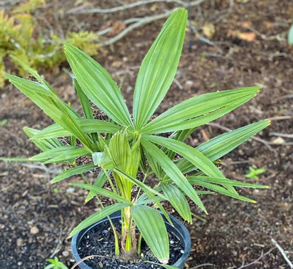 *RETAIL - Trachycarpus fortunei