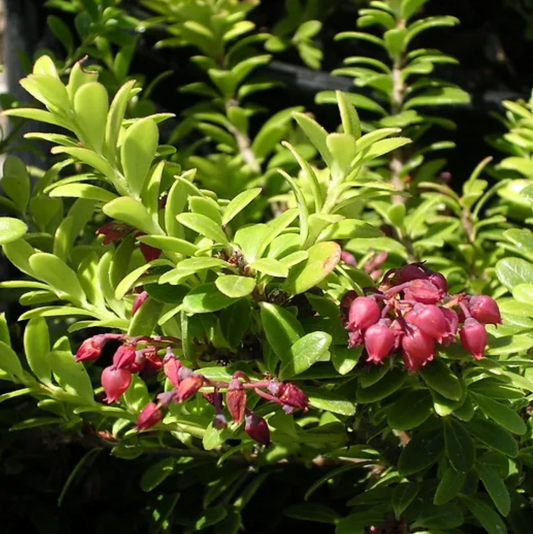 *RETAIL - Vaccinium moupinense