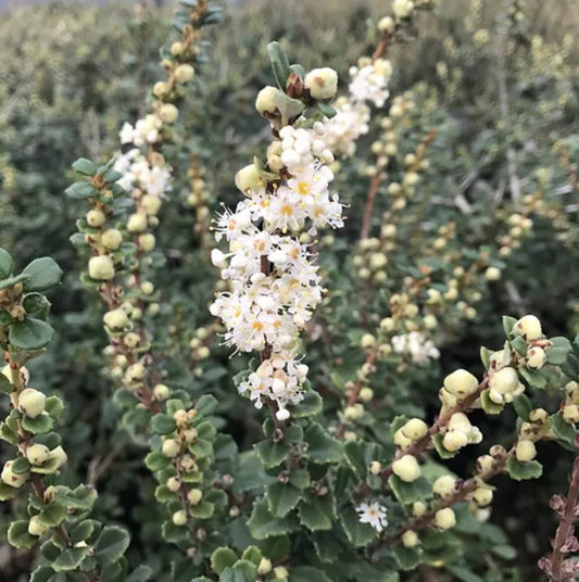 Ceanothus maritimus 'Popcorn'