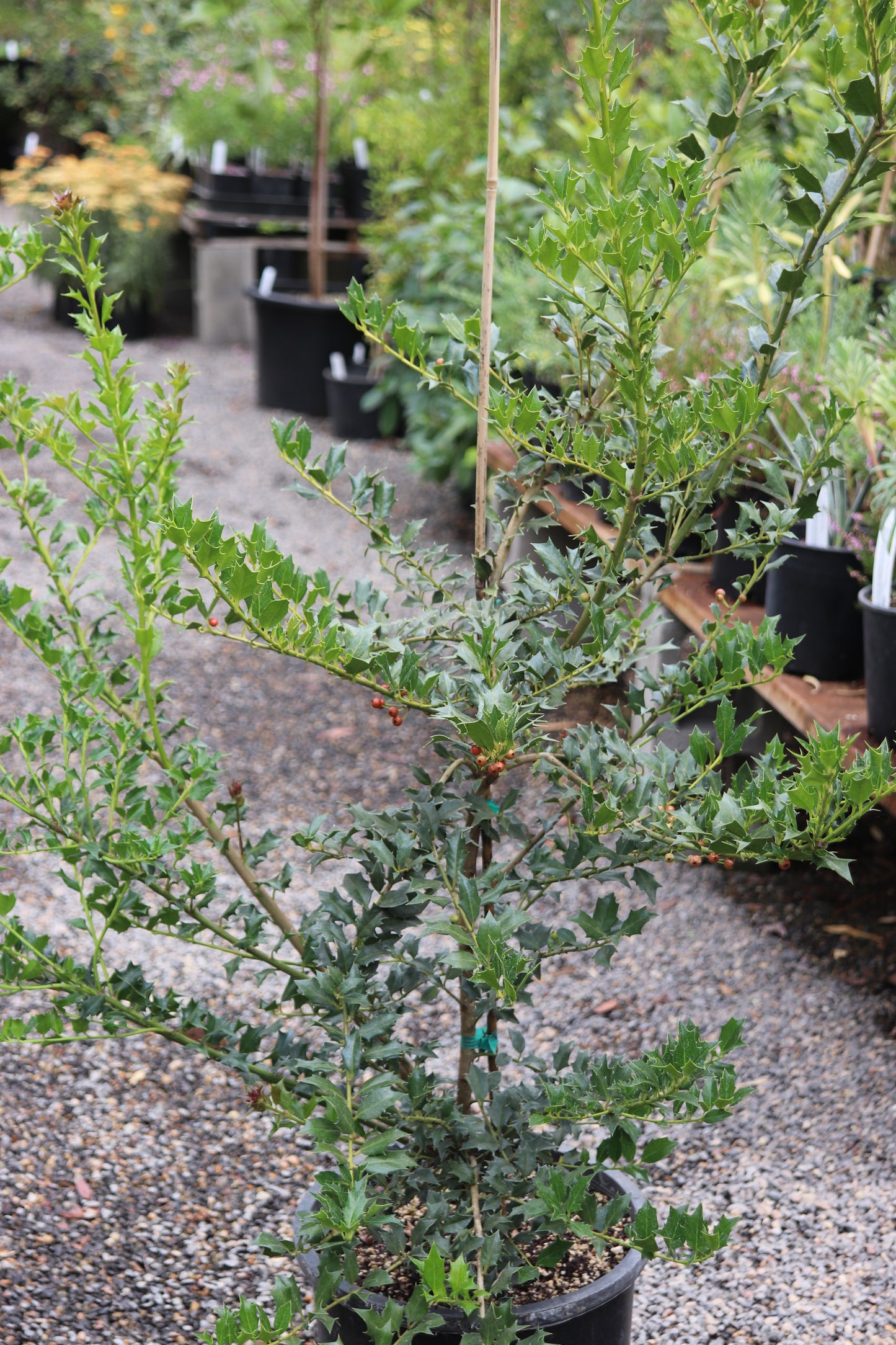 *RETAIL - Ilex dimorphophylla x cornuta