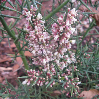 *RETAIL - Colletia hystrix