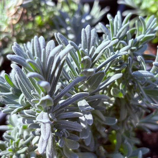 *RETAIL - Lavandula angustifolia 'Elegance Pink'