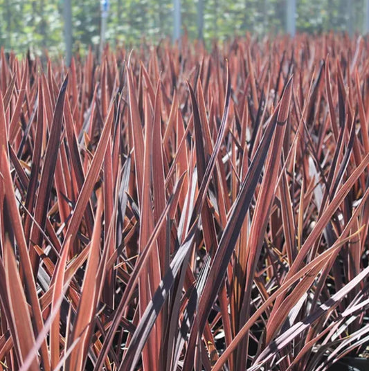 *RETAIL - Cordyline australis 'Red Sensation'