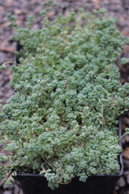 *RETAIL - Sedum dasyphyllum 'Blue Ridge'