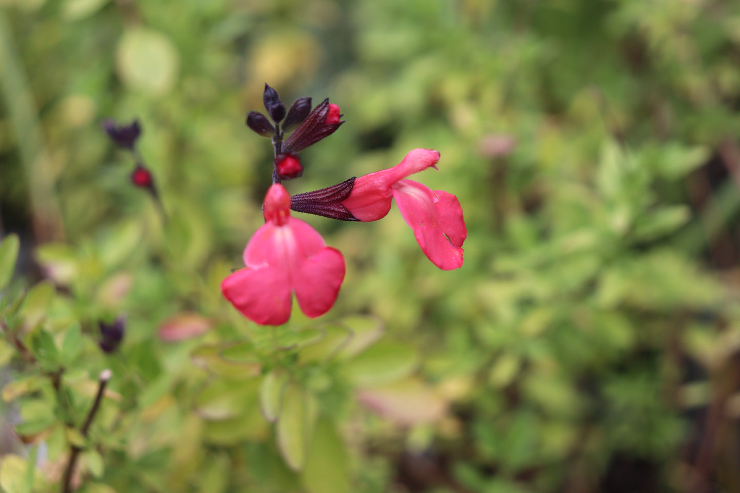 *RETAIL - Salvia greggii 'Mirage Salmon'