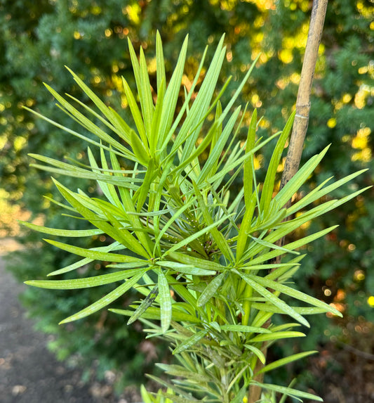 *RETAIL - Podocarpus macrophyllus 'Golden Crown'