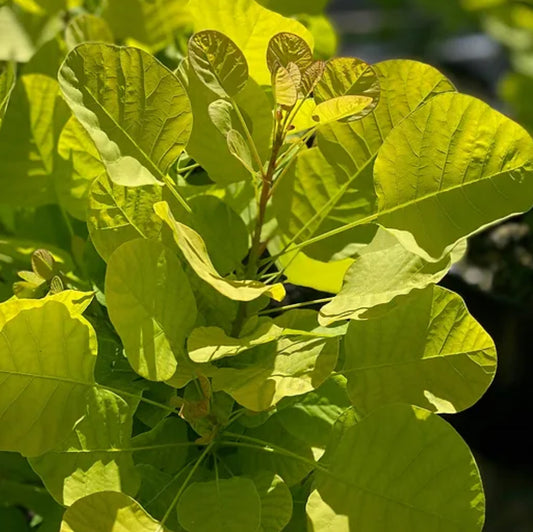 *RETAIL - Cotinus coggygria 'Golden Spirit'