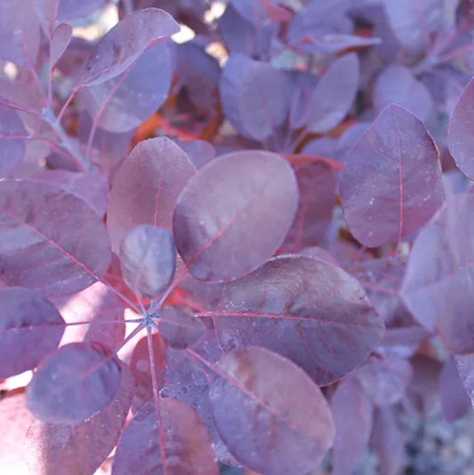 *RETAIL - Cotinus coggygria 'Royal Purple'