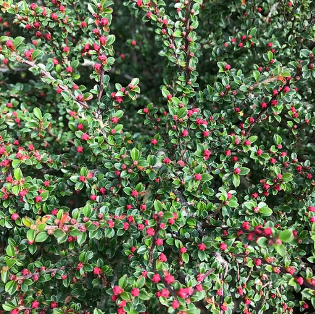 *RETAIL - Cotoneaster apiculatus 'Tom Thumb'