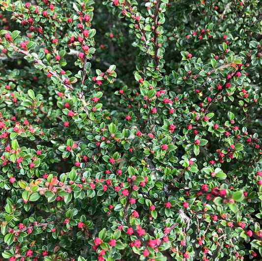 *RETAIL - Cotoneaster apiculatus 'Tom Thumb'